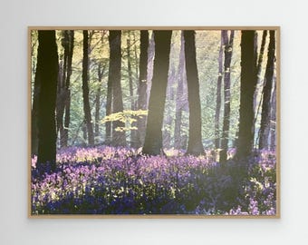 Canvasafdruk Bluebell Woods: rustige bosscène