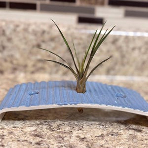 May include: A small air plant sits in a light blue ceramic planter. The planter has a curved, arched shape with a textured, corrugated surface. The plant has long, thin green leaves.