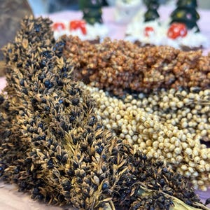 May include: Close-up of several sorghum stalks, showcasing a variety of colors and textures. The stalks display shades of brown, tan, and black, with visible seeds. The image highlights the natural beauty and diversity of the sorghum plant.