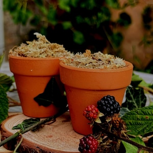 May include: Two small, terracotta flower pots filled with dried moss. One pot has a black leaf accent. Fresh blackberries and raspberries rest on a wooden slice, with green foliage in the background.