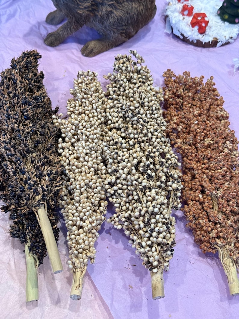 May include: Four bundles of dried sorghum in varying shades of brown, tan, and black. The sorghum heads are dense with small, round seeds, and the stems are a light beige color. The background is a light purple surface.