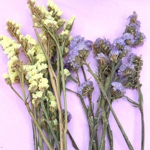 May include: A close-up of dried flowers in yellow and purple hues, set against a pale pink backdrop. The flowers have slender, green stems and are grouped together. The image emphasizes the texture and colour of the dried blooms.