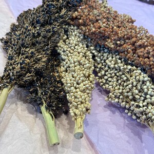May include: Close-up of several sorghum stalks, showcasing a variety of colors and textures. The stalks display shades of black, brown, and white, with green stems. The arrangement is on a pink surface, highlighting the natural beauty of the grains.