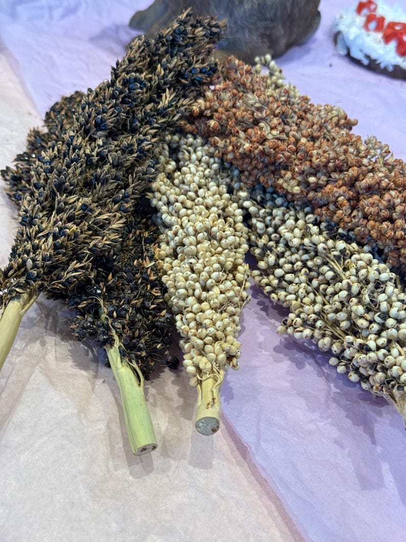 May include: Close-up of several sorghum stalks, showcasing a variety of colors and textures. The stalks display shades of black, brown, and white, with green stems. The arrangement is on a pink surface, highlighting the natural beauty of the grains.