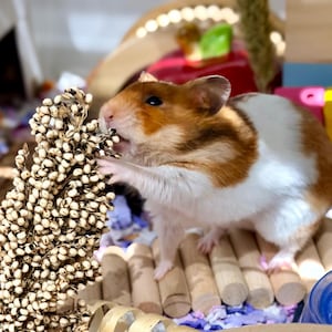 May include: A brown and white hamster eating seeds from a tall, dried plant. The hamster is standing on a wooden bridge inside a cage. The cage has colorful toys and bedding.