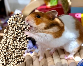 Sprays naturales de sorgo, forraje para hámster, premios para mascotas pequeñas y pájaros