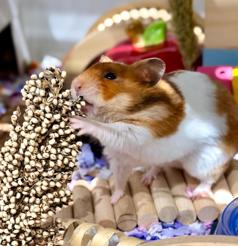 May include: A brown and white hamster eating seeds from a tall, dried plant. The hamster is standing on a wooden bridge inside a cage. The cage has colorful toys and bedding.