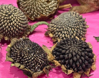 Cabezas de girasol secas orgánicas, golosinas para animales pequeños y forraje para hámster.