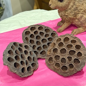 Può includere: Tre baccelli di semi di loto secchi con numerosi fori, disposti su una superficie rosa brillante. Una statuetta di coniglio marrone è sullo sfondo. I baccelli sono di colore marrone naturale e il coniglio ha dettagli di pelliccia.
