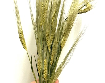 Natural Dried Barley Sprays For Small Animal Enrichment