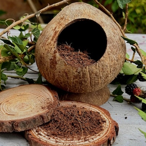 Peut inclure: Un nichoir en coquille de noix de coco naturelle avec une grande ouverture circulaire, rempli de matériau de nidification brun. Deux tranches de bois et de la verdure entourent le nichoir. Le nichoir mesure environ 15 cm de haut.