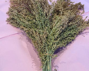 Proso Millet Sprays Forage For Hamsters, Birds, Gerbils