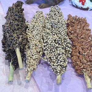 May include: Four bundles of dried sorghum, each with a different color. The colors range from dark brown to light beige, with visible seeds. The stems are a light tan color. The bundles are arranged on a pink surface.