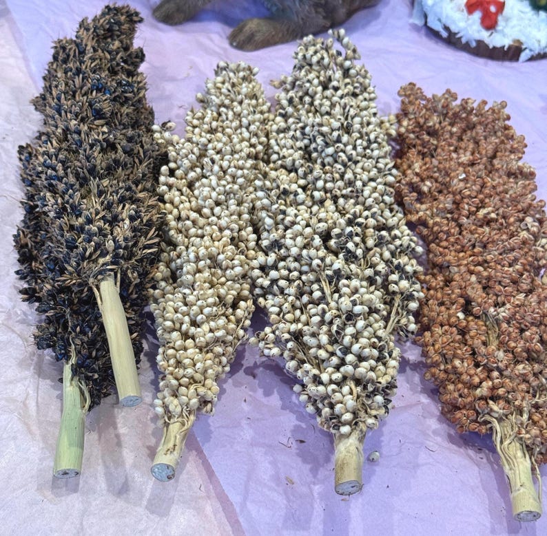May include: Four bundles of dried sorghum, each with a different color. The colors range from dark brown to light beige, with visible seeds. The stems are a light tan color. The bundles are arranged on a pink surface.