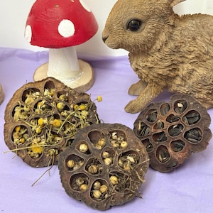 Op de afbeelding: Een grillige opstelling met een rode paddenstoel met witte stippen, een bruin konijnbeeldje en gedroogde zaaddozen gevuld met zaden en gedroogde bloemen. De objecten zijn gerangschikt op een lichtpaars oppervlak.