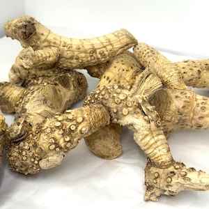 May include: Close-up of several pieces of dried ginger root. The ginger has a light brown color with a textured surface and visible nodes. The pieces are irregularly shaped and appear to be freshly harvested.