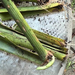 Rooted Snake Plant Cuttings – Healthy Sansevieria Starter Plants – Easy to Grow