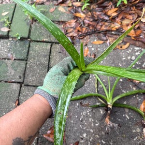 Aloe Vera Plant – Easy Care Succulent – Natural Healing