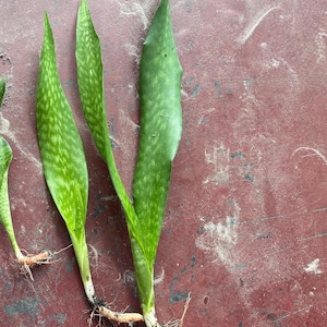 Snake Plant Set – 3 Sizes (Small, Medium, Large) – Sansevieria – Easy Indoor Plants