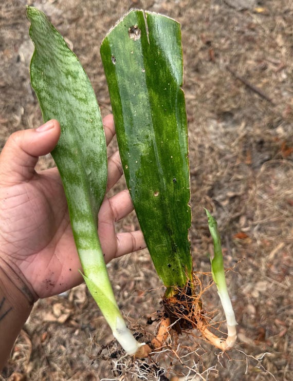 Bewurzelte Schlangenpflanzenstecklinge - Gesunde Sansevieria-Starterpflanzen  - Einfach zu zchten - Etsy.de