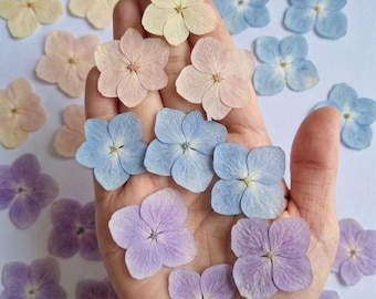 May include: A collection of small, dried hydrangea flowers in various colors, including pale yellow, pink, blue, and purple. The flowers are arranged on a light background, with some held in a hand. The text "Small hydrangea flower" is visible.