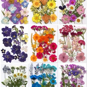 Peut inclure: Neuf arrangements de fleurs séchées de différentes couleurs, dont le violet, le jaune, l'orange, le rose et le bleu. Chaque arrangement est sur fond blanc, mettant en valeur les motifs floraux pressés. Les fleurs varient en taille et en forme.