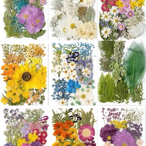 Set di fiori pressati - 75-100 pezzi di mix botanico, forniture per il fai da te