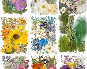 Set geperste bloemen - 75-100-delige botanische mix, doe-het-zelfartikelen