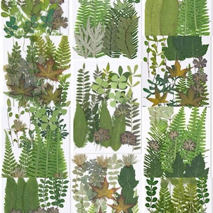 Mix di vere foglie pressate / Collezione di felci a foglia botanica
