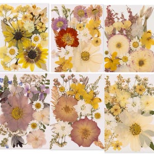 Könnte beinhalten: Sechs gepresste Blumenarrangements. Jedes Arrangement zeigt eine Vielzahl getrockneter Blumen in Gelb-, Weiß-, Lila- und Orangetönen. Die Blumen sind vor einem weißen Hintergrund angeordnet, der ihre zarten Texturen und natürliche Schönheit hervorhebt.