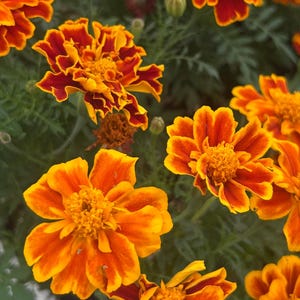 100x Edible Queen Sophia Marigolds – Rich Color with a Citrus-Pepper Zing
