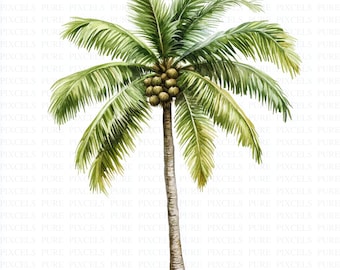 Peut inclure: Illustration à l'aquarelle d'un grand cocotier avec des frondes vertes et une grappe de noix de coco. Le tronc est brun et l'arrière-plan est blanc. Il s'agit d'une illustration botanique.