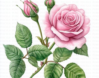 Watercolor Cabbage Rose Clipart | 5 JPGs | Digital Download | Botanical Illustration | Scrapbook & Wedding Invitations | Mixed Media