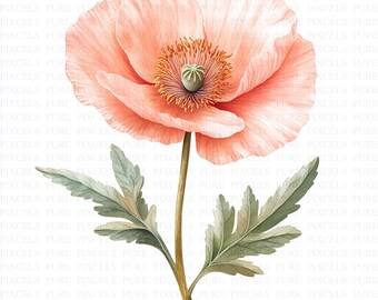 Clipart de amapolas abstractas en acuarela / 5 archivos JPG de alta calidad / Descarga digital / Imprimible / Manualidades de papel / Revistas basura