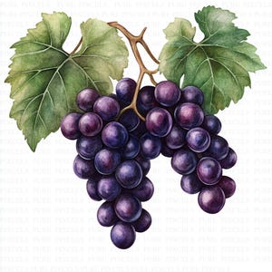Può includere: Illustrazione ad acquerello di un grappolo di uva viola scura matura con foglie verdi e steli marroni. L'uva è rotonda e polposa, con una leggera lucentezza, che suggerisce freschezza. Le foglie hanno venature dettagliate.