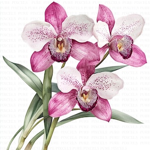 May include: Watercolor illustration of a cluster of orchids. The flowers have white petals with purple spots and magenta edges. The center of each flower is a deep purple with yellow accents. Green leaves and stems complete the floral arrangement.