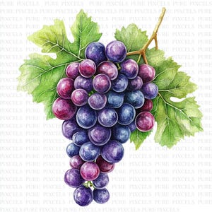 Può includere: Illustrazione ad acquerello di un grappolo d'uva con foglie verdi e un gambo marrone. L'uva presenta una miscela di tonalità viola e blu, con sfumature rossastre. Le foglie sono di un verde vivace.