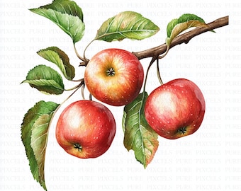 Aquarell Apfel Zweig Clipart | 5 JPGs | Digitaler Download | Küche | Papiermodelle | Junk Journal | Kommerzielle Nutzung | Scrapbook-Bilder