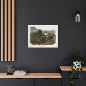 John James Audubon Bison Print – American Buffalo Natural History Wall Decor