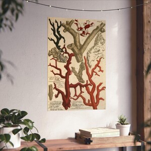 May include: A vintage-style botanical print featuring detailed illustrations of various coral species in shades of red, black, and beige. The artwork includes handwritten Latin text labels next to each coral specimen, set against a cream-colored background.