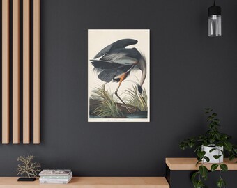 Impresión en lienzo de arte ornitológico de aves: garza azul, John James Audubon.
