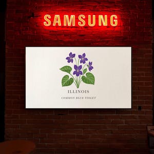 Illustrazione floreale dello Stato dell'Illinois, stampa di violetta blu comune, grafica per TV Samsung Frame, download digitale botanico, decorazione murale con fiori selvatici, stampa poster.