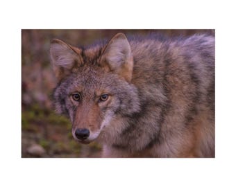 Maine Coyote Rolled Poster Nature Wall Art Nature Photography Wild Animal Home Decor