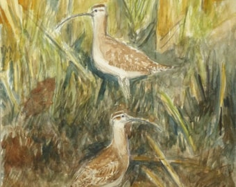 Two Whimbrel bij 2-Mile Landing Original Watercolor