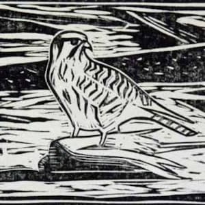 American Kestrel with American Robin Linocut.