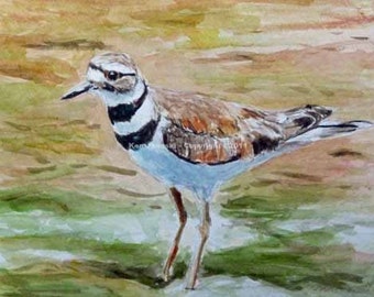 Killdeer at Morris Arboretum 2011 Watercolor Painting