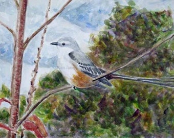 Scissor-tailed Flycatcher at Bartram's Garden Watercolor