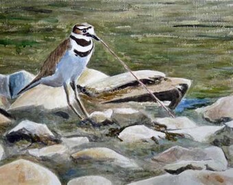 Killdeer con gusano pintura a la acuarela