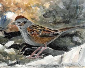 Swamp Sparrow in Papermill Run Watercolor