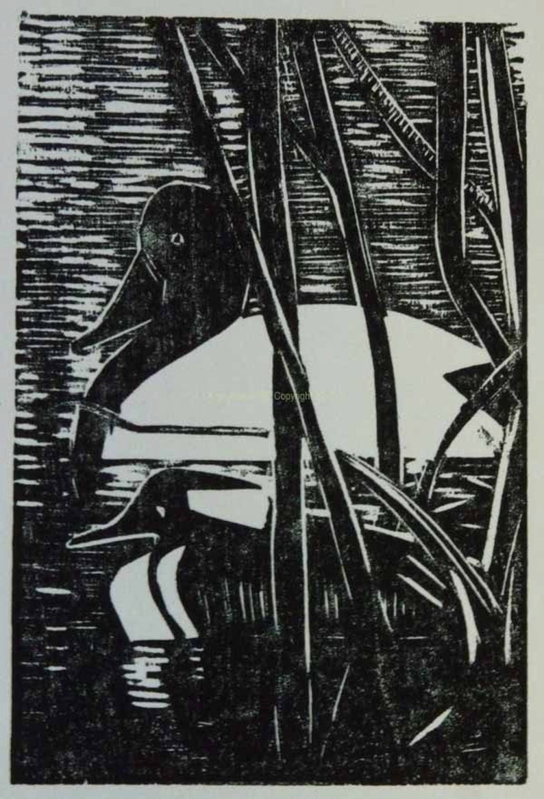 Drake Canvasback and Hooded Merganser Woodcut Version 2 image 1